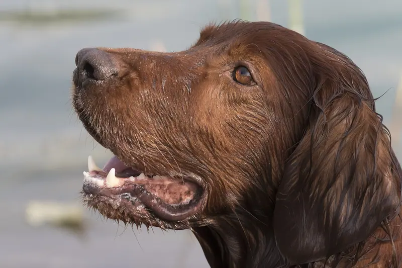 Setter irlandais rouge — Irish setter - İrlanda setteri, Adana 2016-10-30 02-1