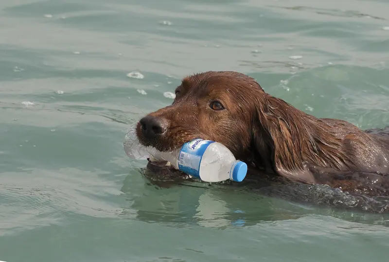 Setter irlandais rouge — Irish setter - İrlanda setteri, Adana 2016-10-30 01-2