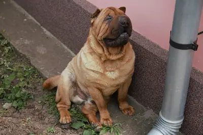 Shar Pei — photo de la race