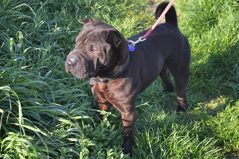 Shar Pei — Shar-Pei - Lučenec (Slovakia)