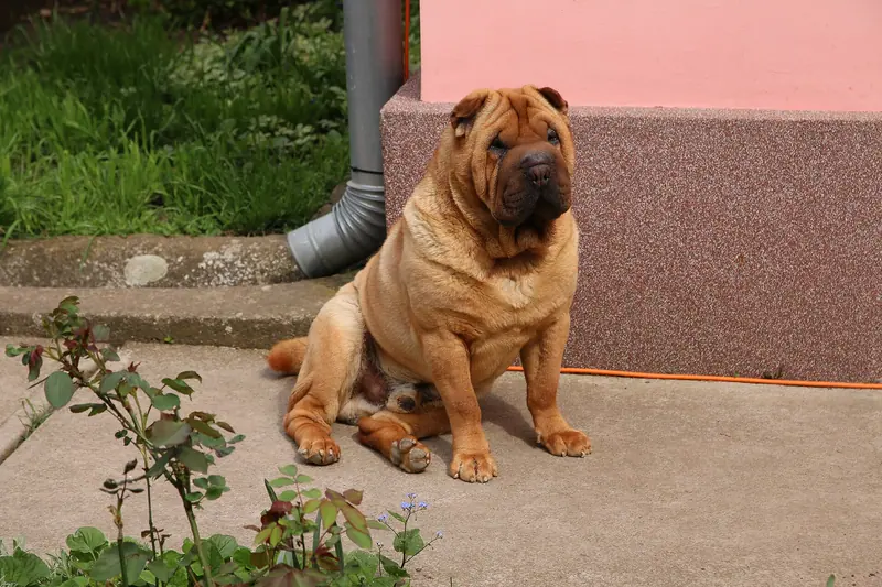 Shar Pei — Rocky még mindig büdös