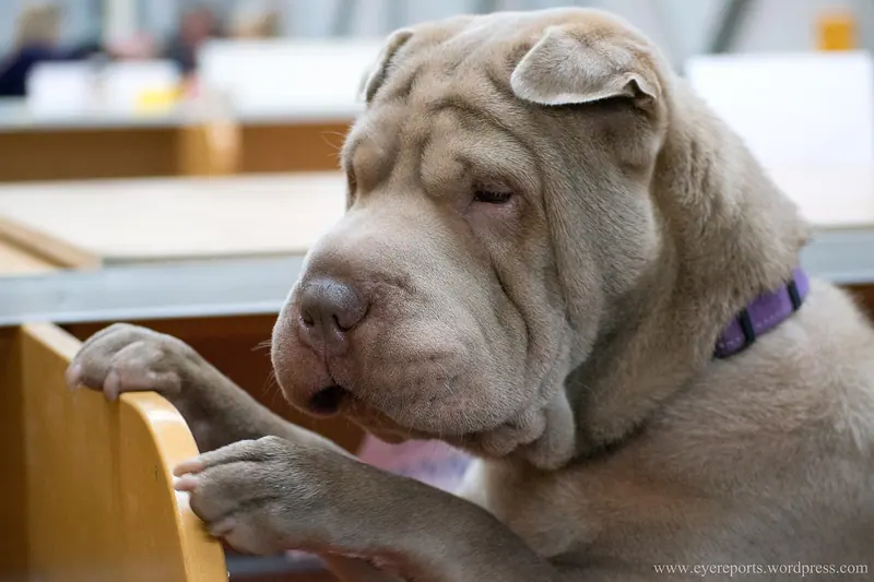 Shar Pei — Hannibal the shar-pei (7982290365)