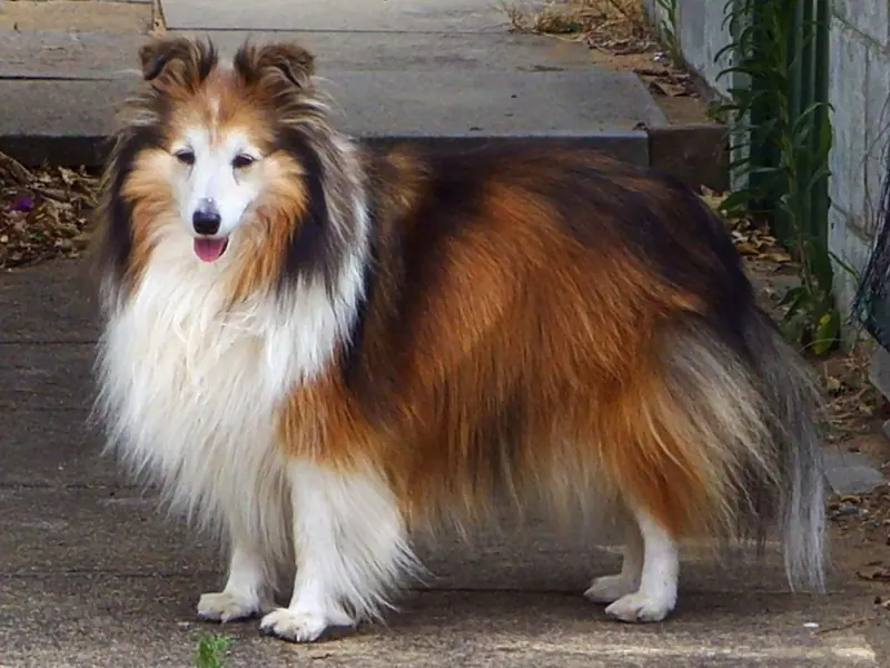 Shetland — Shetland Sheepdog sable
