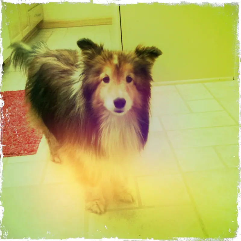 Shetland — Arty picture of Shetland Sheepdog