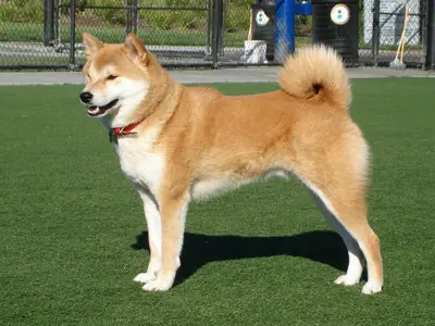Shiba — photo de la race