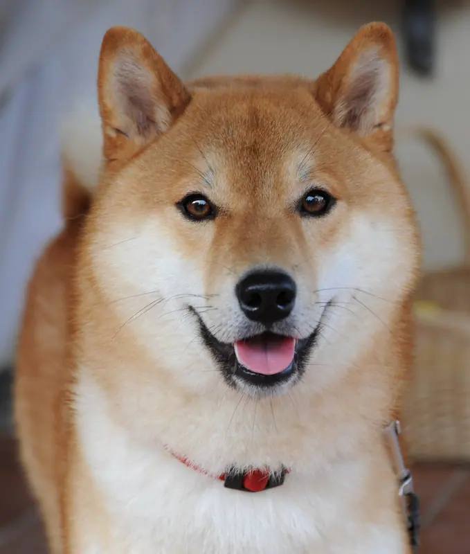 Shiba — Shiba inu taiki