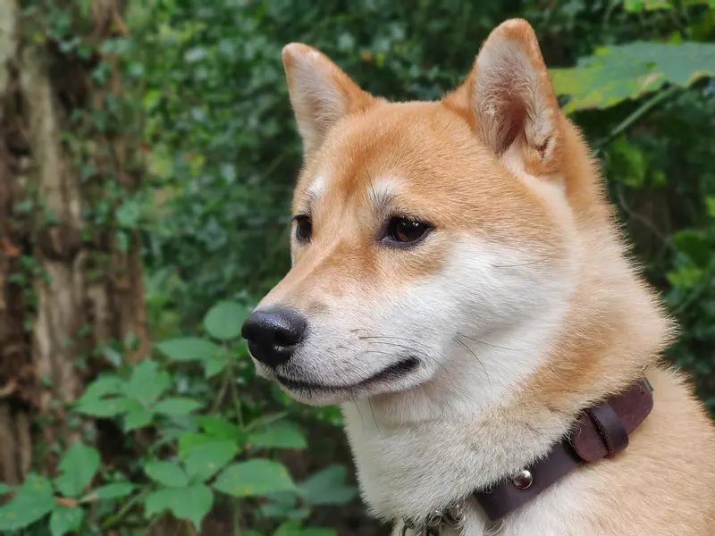 Shiba — Redshibaurajiro