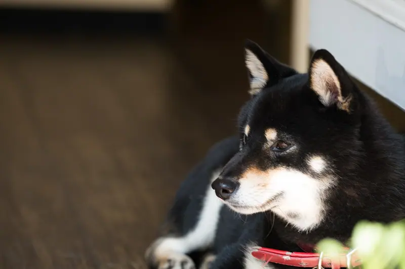Shiba — A dog waiting for his-her owner (8879172081)