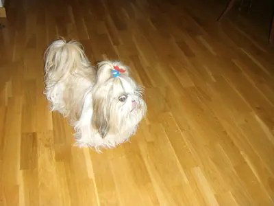 Shih tzu — photo de la race