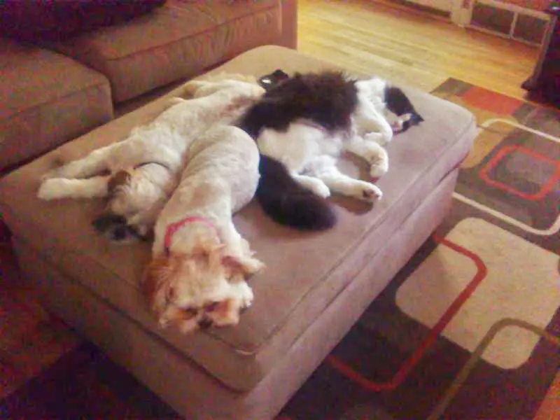 Shih tzu — 1 cat and 2 shih tzus