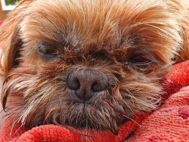 Shih tzu — Adult Shih Tzu