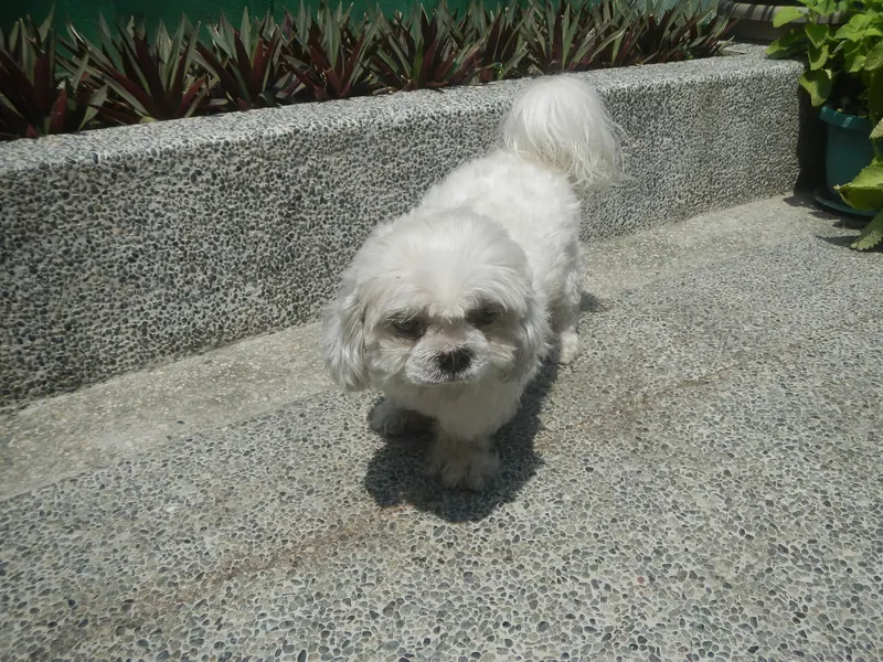 Shih tzu — 52Photos taken during 2020 coronavirus pandemic Meycauayan, Bulacan 06
