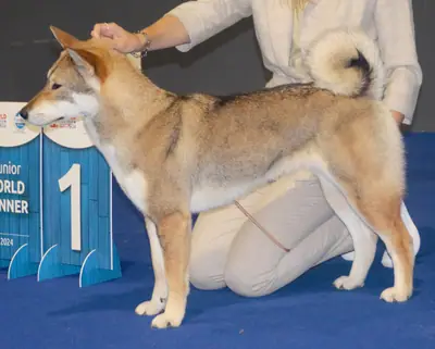 Shikoku — photo de la race