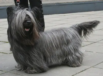 Skye terrier — photo de la race