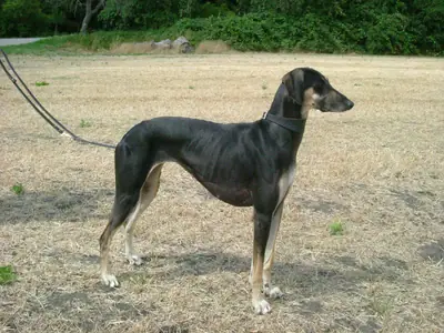 Sloughi — photo de la race
