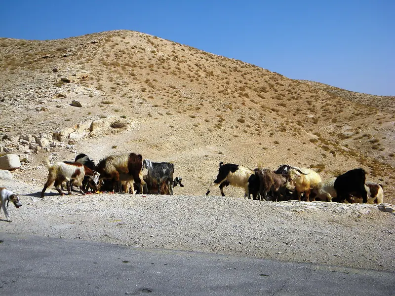 Sloughi — Valea Hozevei, (Turma beduinilor pazita de cainele, ogarul arab, Sloughi)(1)