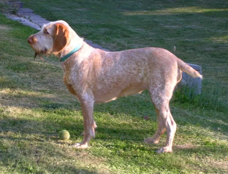 Spinone adulte, photographié en extérieur