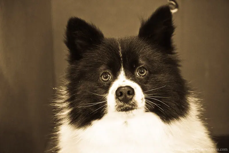 Spitz allemand — German spitz (7982281677)