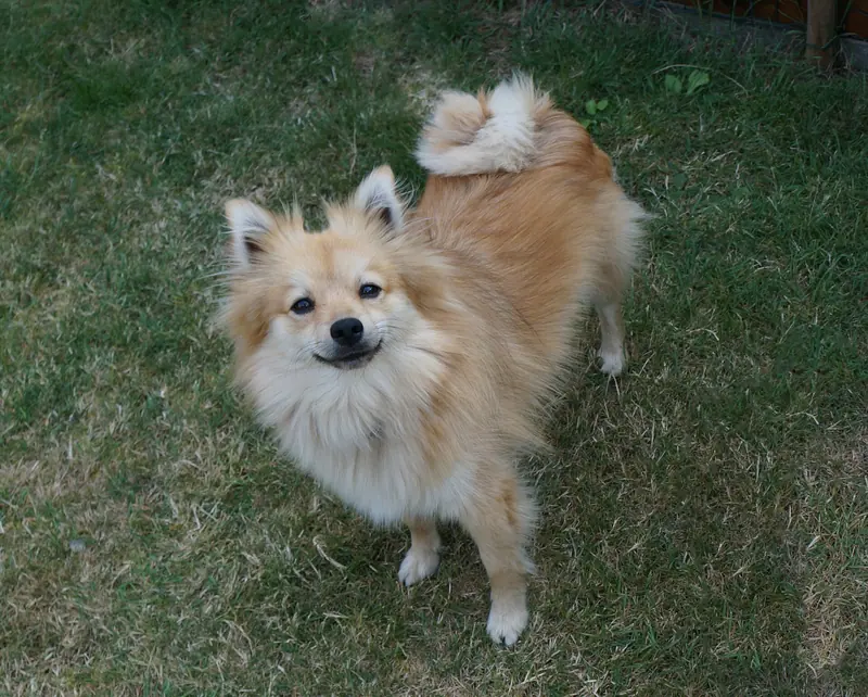 Spitz allemand — German spitz (Mittel)