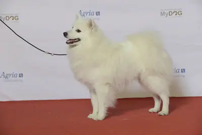 Spitz japonais — photo de la race