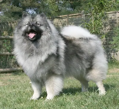 Spitz Loup — photo de la race