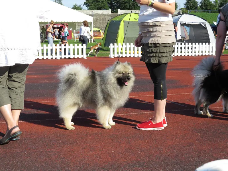 Spitz Loup — Keeshond in Tallinn 2