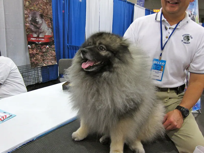 Spitz Loup — Keeshond dog panting (8109968656)