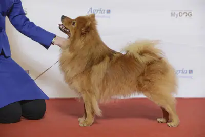 Spitz moyen — photo de la race