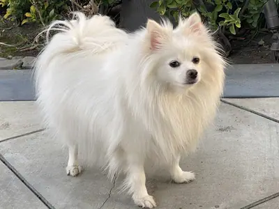 Spitz nain — photo de la race