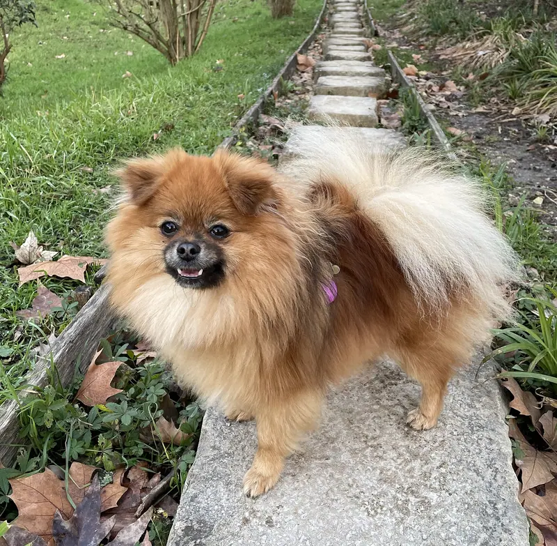 Spitz nain — Beau-spitz-
