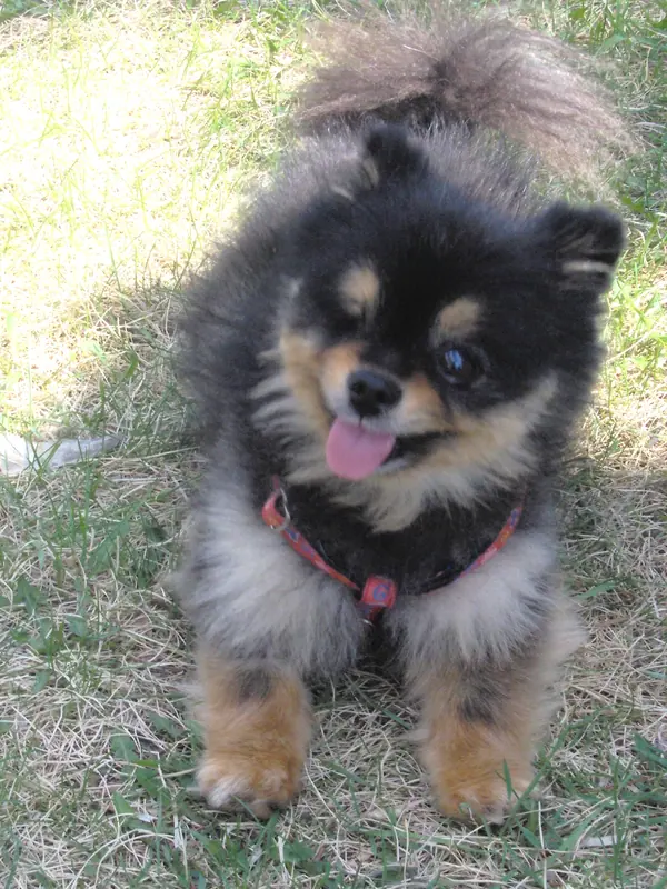 Spitz nain — A black & tan Pomeranian that lost an eye due to an infection