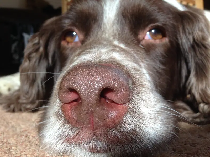 Springer anglais — A resting English Springer Spaniel