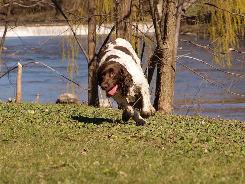 Springer anglais — Cyther The Goose Whisperer (7052496783)