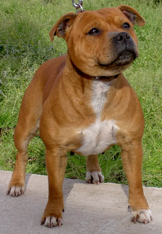 Staffordshire Bull Terrier — Staffie