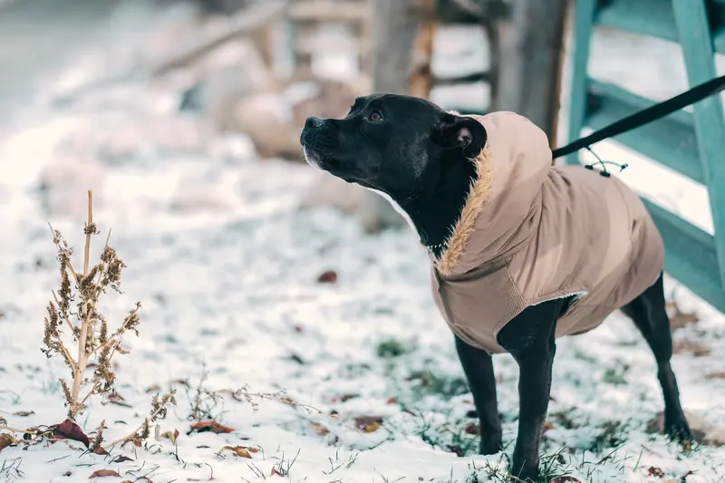 Staffordshire Bull Terrier — Andrew Branch 2017-01-01 (Unsplash)