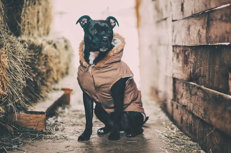 Staffordshire Bull Terrier — Andrew Branch 2017-01-01 (Unsplash Zhp4ucKkfl4)