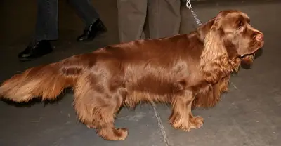 Sussex Spaniel — photo de la race