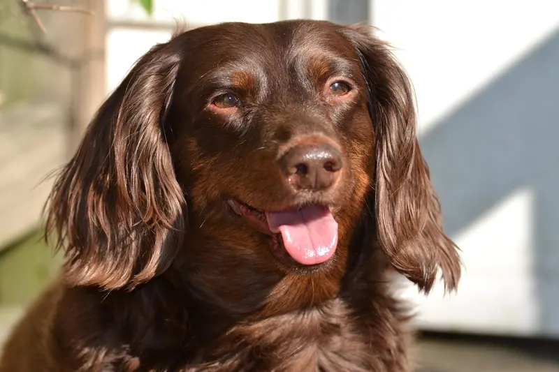 Teckel — Dachsund 4