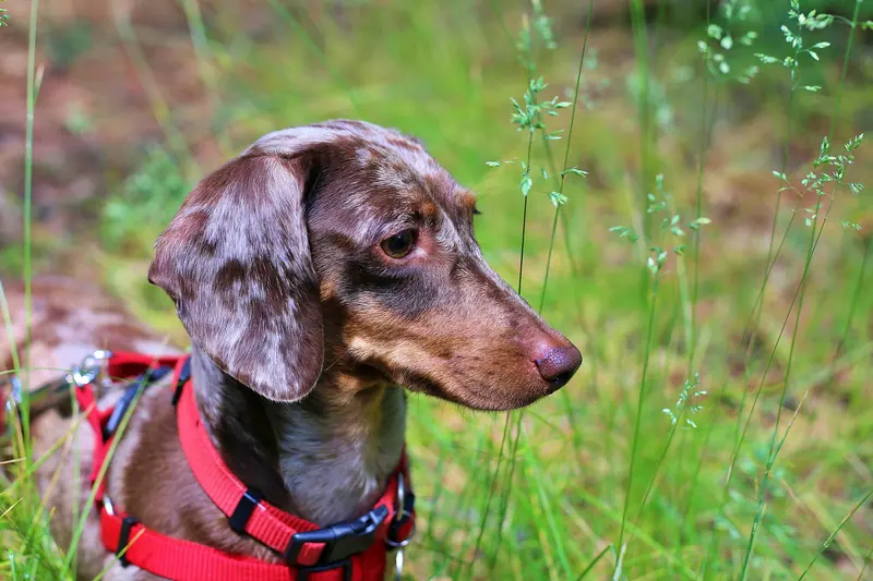 Teckel — Dapple-Dachshund