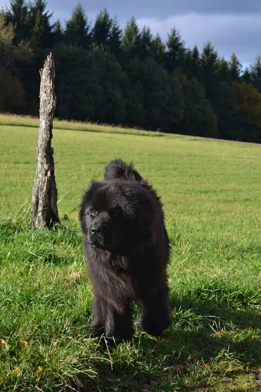 Terre-neuve — 201210071658d