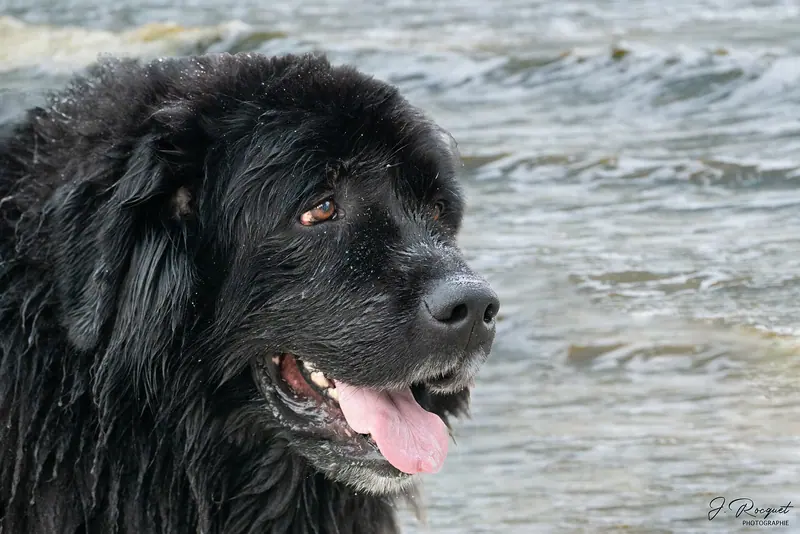 Terre-neuve — Camiers-Chiens de sauvetage-6