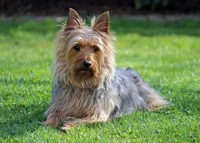 Terrier australien à poil soyeux — photo de la race