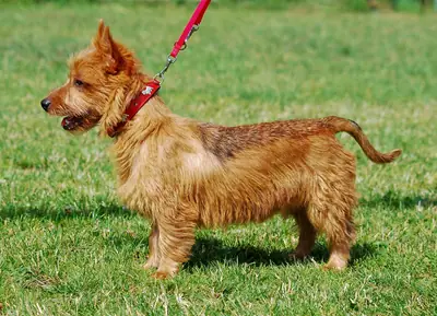 Terrier australien — photo de la race
