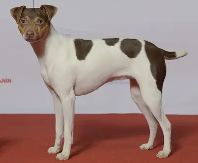 Terrier brésilien — photo de la race