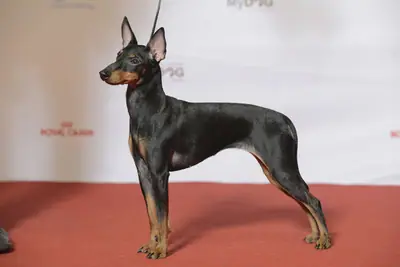 Terrier d'agrément anglais noir et feu — photo de la race
