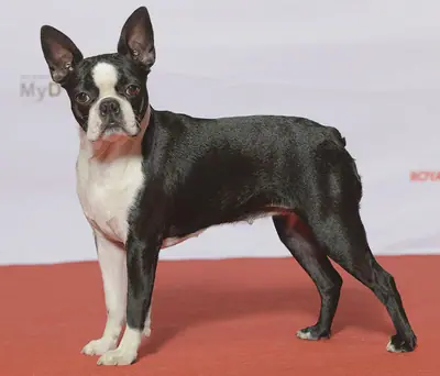 Terrier de Boston — photo de la race