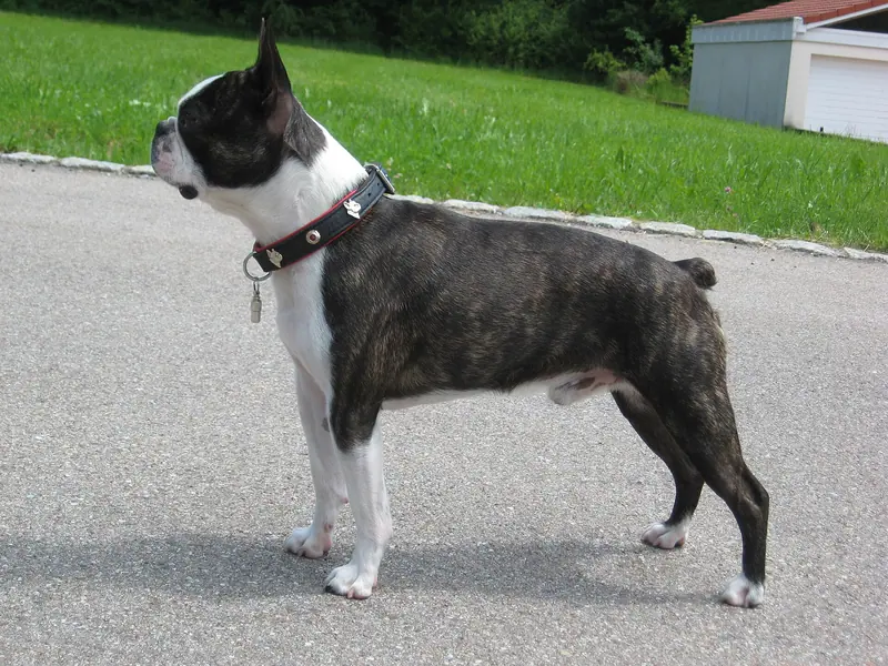 Terrier de Boston — Boston-terrier-carlos-de