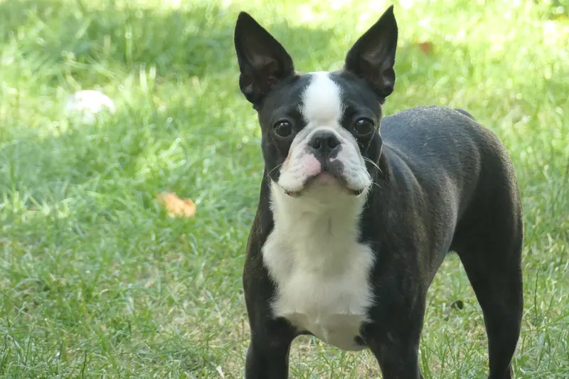 Terrier de Boston — Boston terrierfemelle
