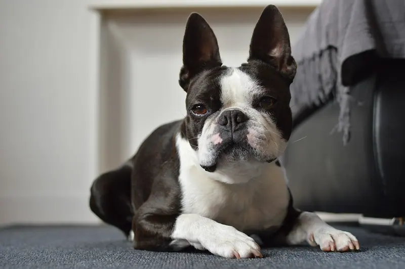 Terrier de Boston — Ocho Boston Terrier