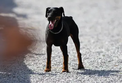 Terrier de chasse allemand — photo de la race